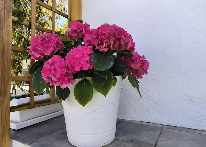 Guayonje Costa Appartement *