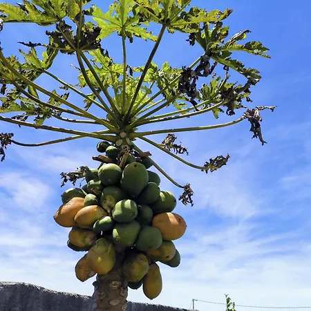 アパート Guayonje Costa サンタクルスデテネリフェ