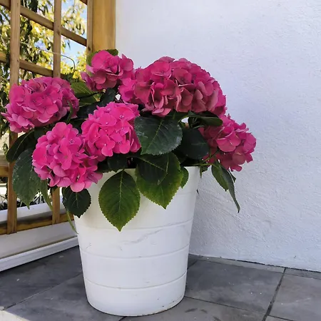 Guayonje Costa アパート *