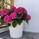 Guayonje Costa Apartmán *