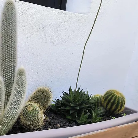 Lägenhet Guayonje Costa *