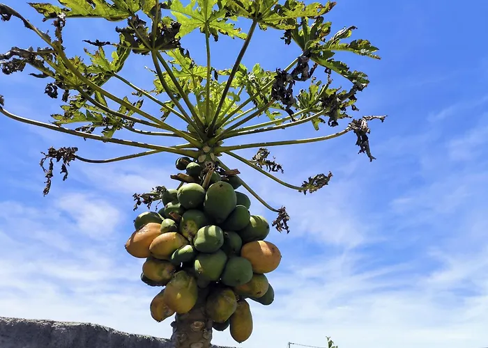 דירה Guayonje Costa סנטה קרוז דה טנריף